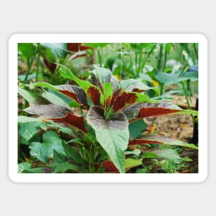 Amaranthus Tricolor Sticker